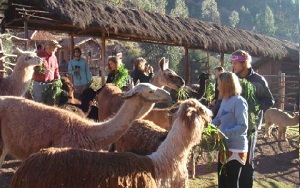 Tour Peru